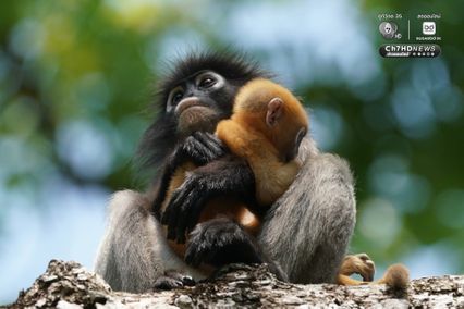 แม่ลูกค่างแว่นถิ่นใต้ อวดโฉมกลางป่าแก่งกระจาน