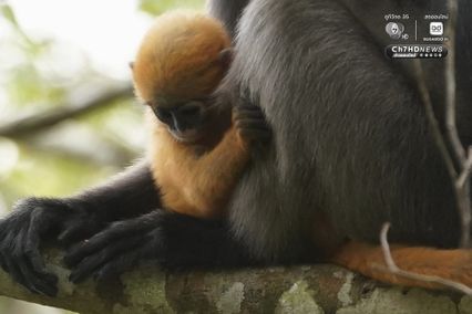 แม่ลูกค่างแว่นถิ่นใต้ อวดโฉมกลางป่าแก่งกระจาน