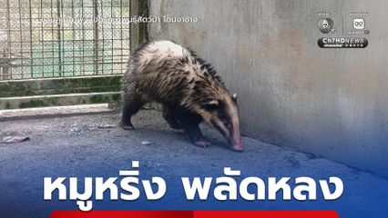 ช่วย หมูหริ่ง สัตว์ป่าพลัดหลง เตรียมส่งคืนสู่ป่าธรรมชาติ