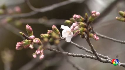กรุงโตเกียว ประกาศดอกซากุระบานอย่างเป็นทางการ
