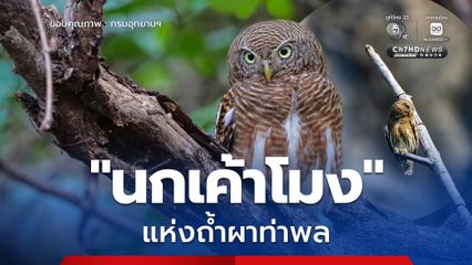 ตากลมโต ลายขวางชัด ทำความรู้จัก "นกเค้าโมง" แห่งถ้ำผาท่าพล