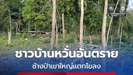 ช้างป่าเขาใหญ่กว่า 50 ตัว เริ่มแตกโขลง ชาวบ้านหวั่นได้รับอันตราย