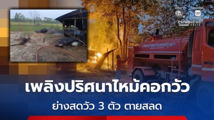 เพลิงปริศนาไหม้คอกวัว ย่างสดวัว 3 ตัว ตายสลด
