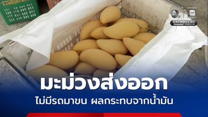 มะม่วงส่งออก ไม่มีรถมาขน ผลกระทบจากน้ำมัน