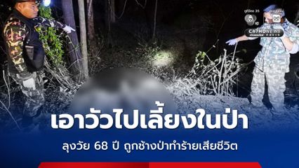 เอาวัวไปเลี้ยงในป่า ลุงวัย 68 ปี ถูกช้างป่าทำร้ายเสียชีวิต