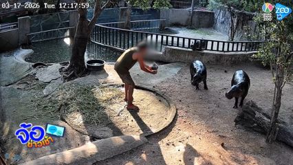 สวนสัตว์เอาผิด คนกระโดดบ่อ "หมูเด้ง"