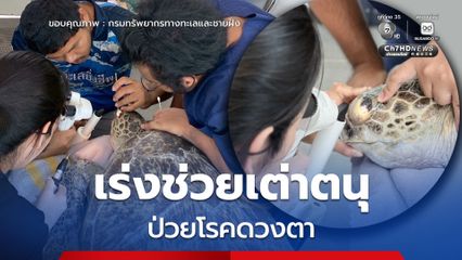 กรมทะเล เร่งช่วยเต่าตนุป่วยโรคดวงตา เย็บปิดเปลือกตา เพิ่มโอกาสฟื้นตัว 