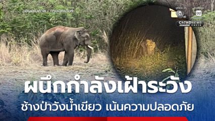 กรมอุทยานฯ ผนึกกำลังเฝ้าระวังช้างป่าวังน้ำเขียว ย้ำนโยบาย รมว. เน้นความปลอดภัยประชาชนและช้างเป็นสำคัญ