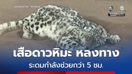 เสือดาวหิมะ หลงทาง โผล่กลางทะเลทรายในซินเจียง ระดมกำลังช่วยกว่า 5 ชม.