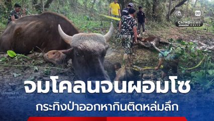 ช่วยทุลักทุเล จมโคลนจนผอมโซ กระทิงป่าออกหากินติดหล่มลึก