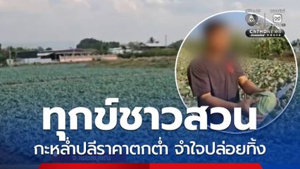 ทุกข์ชาวสวน กะหล่ำปลีราคาตกต่ำ จำใจต้องปล่อยทิ้ง ขายไปก็ขาดทุน