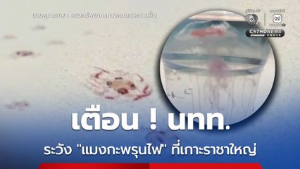 เตือน นทท. ระวัง “แมงกะพรุนไฟ” ที่เกาะราชาใหญ่