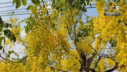 ดอกคูณบานสะพรั่ง เหลืองอร่ามรับลมร้อน ตลอดถนนมิตรภาพ สร้างสีสันต้อนรับสงกรานต์