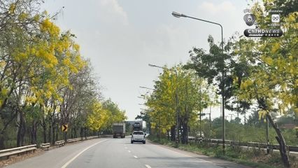 ดอกคูณบานสะพรั่ง เหลืองอร่ามรับลมร้อน ตลอดถนนมิตรภาพ สร้างสีสันต้อนรับสงกรานต์