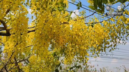 ดอกคูณบานสะพรั่ง เหลืองอร่ามรับลมร้อน ตลอดถนนมิตรภาพ สร้างสีสันต้อนรับสงกรานต์