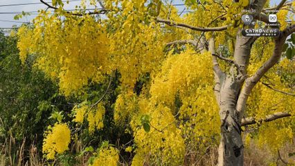 ดอกคูณบานสะพรั่ง เหลืองอร่ามรับลมร้อน ตลอดถนนมิตรภาพ สร้างสีสันต้อนรับสงกรานต์