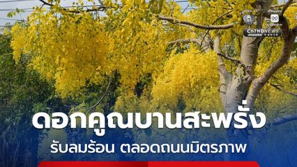 ดอกคูณบานสะพรั่ง เหลืองอร่ามรับลมร้อน ตลอดถนนมิตรภาพ สร้างสีสันต้อนรับสงกรานต์