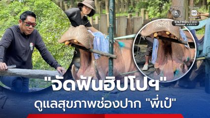 ผอ.สวนสัตว์เปิดเขาเขียว นำทีมสัตวแพทย์ จัดฟันฮิปโปฯ ดูแลสุขภาพช่องปาก พี่เป๋ อย่างใกล้ชิด