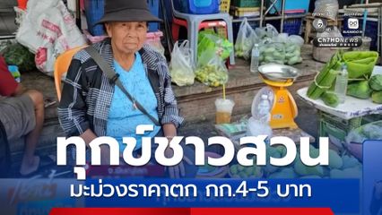 ทุกข์ชาวสวนมะม่วง จ.พิษณุโลก