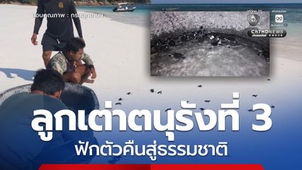 ลูกเต่าตนุรังที่ 3 ฟักตัวคืนสู่ธรรมชาติ ตอกย้ำความสำเร็จงานอนุรักษ์ตามแนวพระดำริและนโยบาย รมว.ทส.
