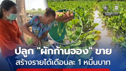 ชาวบ้านรวมกลุ่ม ปลูก “ผักก้านจอง” ขาย สร้างรายได้เดือนละ 1 หมื่นบาท