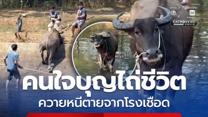 คนใจบุญไถ่ชีวิต ควายหนีตายจากโรงเชือด