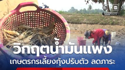 เกษตรกรเลี้ยงกุ้งเร่งขนย้ายรวมบ่อ ลดภาระ ประหยัดอาหาร