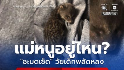 แม่หนูอยู่ไหน? “ชะมดเช็ด” วัยเด็กพลัดหลง