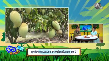 ทุกข์ชาวสวนมะม่วง ราคาต่ำสุดในรอบ 10 ปี