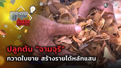 ตะลุยต่อยอด : ปลูกต้นจามจุรี กวาดใบขาย สร้างรายได้หลักแสน