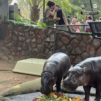 รักล้นบ่อ คู่รักชาวอิตาลีบินลัดฟ้าเซอร์ไพรส์ขอแต่งงาน หน้าส่วนแสดง "หมูเด้ง" ซุปตาร์ฮิปโปแคระแห่งเขาเขียว