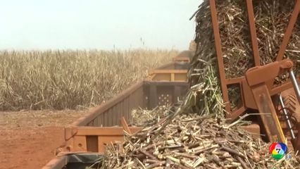 น้ำมันแพงดันราคาน้ำตาลพุ่งสูงสุดในรอบ 5 เดือน