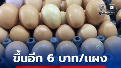 อั้นไม่ไหว! เครือข่ายสหกรณ์ผู้เลี้ยงไก่ไข่ ประกาศขึ้นราคา 6 บาทต่อแผง เหตุมีการปลดแม่ไก่อย่างต่อเนื่อง