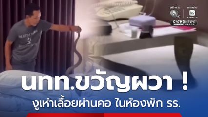 นทท.ขวัญผวา งูเห่าเลื้อยผ่านคอ ในห้องพักโรงแรมชั้น 2