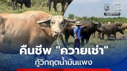 คืนชีพ ! ควายเช่าไถนาแทนเครื่องจักร กู้วิกฤตน้ำมันแพง