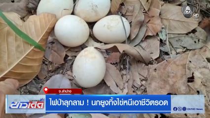 ไฟป่าลุกลาม ! นกยูงทิ้งไข่หนีเอาชีวิตรอด