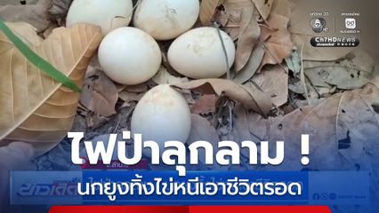 ไฟป่าลุกลาม ! นกยูงทิ้งไข่หนีเอาชีวิตรอด
