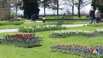 ทิวลิปบานสะพรั่ง รับฤดูใบไม้ผลิที่สวิตเซอร์แลนด์
