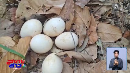 นกยูงทิ้งไข่ หนีไฟป่า