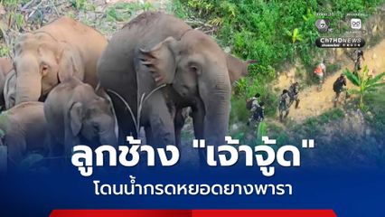 อาการยังทรุด "เจ้าจู้ด" ลูกช้างป่า โดนน้ำกรดหยอดยางพารา