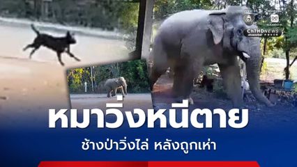 ระทึก หมาวิ่งหนีตาย ช้างป่าวิ่งไล่ หลังถูกเห่า