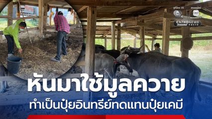 เกษตรกรผู้เลี้ยงควายมีรอยยิ้ม เกษตรกรหันมาใช้มูลควาย เพื่อทำเป็นปุ๋ยอินทรีย์ทดแทนปุ๋ยเคมี