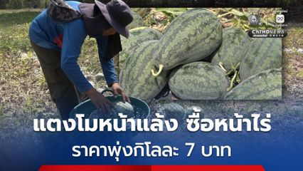 แตงโมหน้าแล้ง ซื้อหน้าไร่ ราคาพุ่งกิโลละ 7 บาท สวนทางแม่ค้าขายแตงโม ที่ระบุ ได้กำไรน้อยลง เพราะน้ำมันแพง