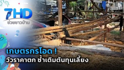 เกษตรกรโอด ! วัวราคาตก ซ้ำเติมต้นทุนเลี้ยง จ.มหาสารคาม