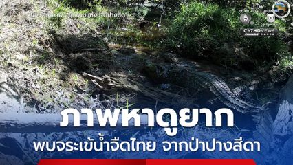 ภาพหาดูยาก พบจระเข้น้ำจืดไทย จากป่าปางสีดา