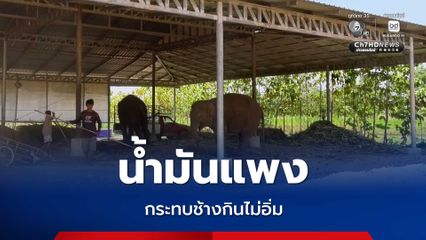 น้ำมันแพงกระทบช้างกินไม่อิ่ม เจ้าของช้างโอดแบกงบไม่ไหว สั่งลดอาหารช้างเพื่ออยู่รอด