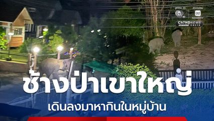 ช้างป่าเขาใหญ่โขลงใหญ่กว่า 30 ตัว เดินลงมาหากินในหมู่บ้าน