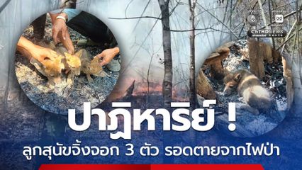 ปาฏิหาริย์ ลูกสุนัขจิ้งจอก 3 ตัว รอดตายจากไฟป่า