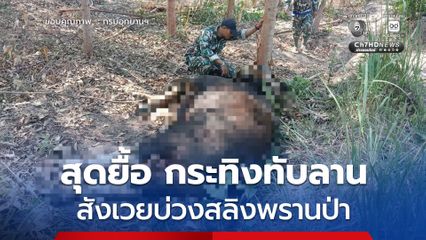 สุดยื้อ กระทิงทับลานสังเวยบ่วงสลิงพรานป่า​ ด้าน อช.ทับลานตรวจสอบพื้นที่เก็บกู้กับดักมรณะ​ พร้อมเร่งติดตามตัวคนผิดลงโทษขั้นเด็ดขาด