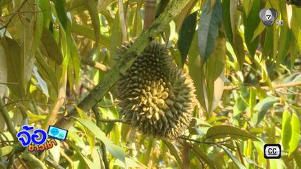 ข่าวน้ำมันแพง กระทบทุเรียนไทย